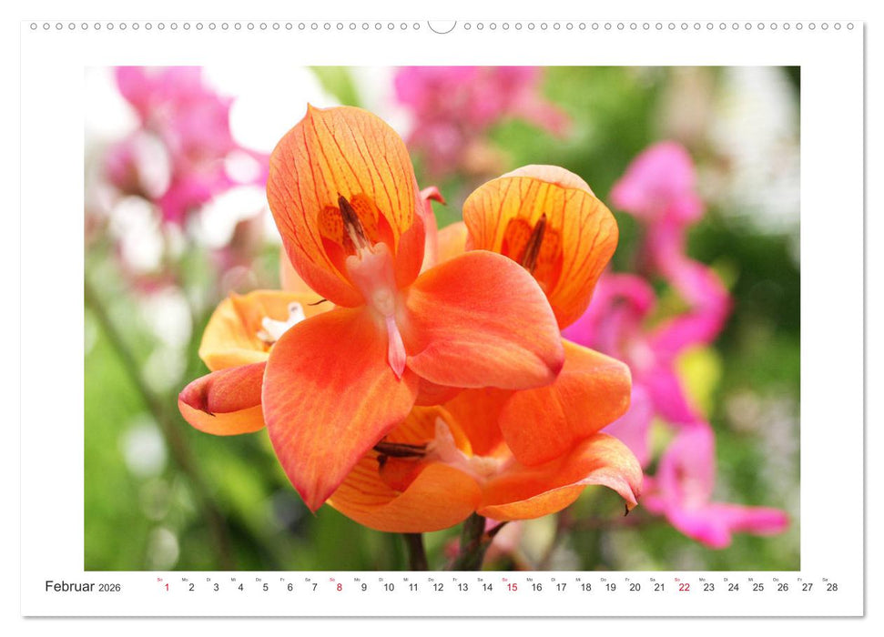 Orchideen Feuerwerk der Farben (CALVENDO Wandkalender 2026)