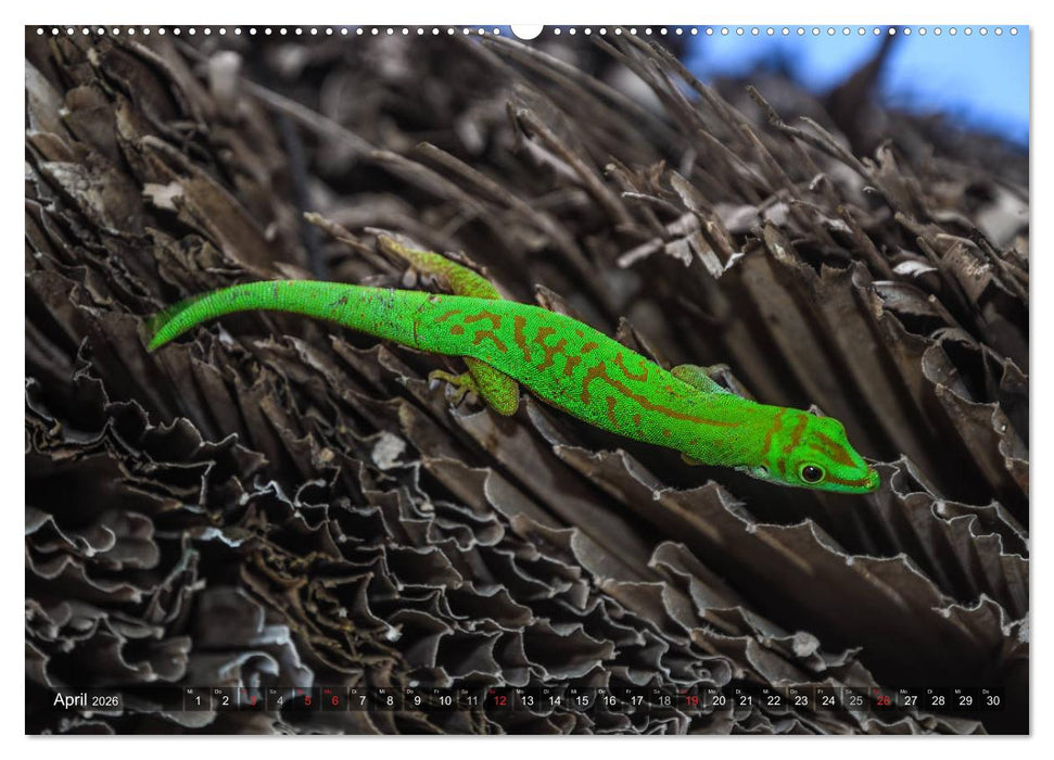 Seychellen - Das letzte Paradies auf Erden (CALVENDO Wandkalender 2026)