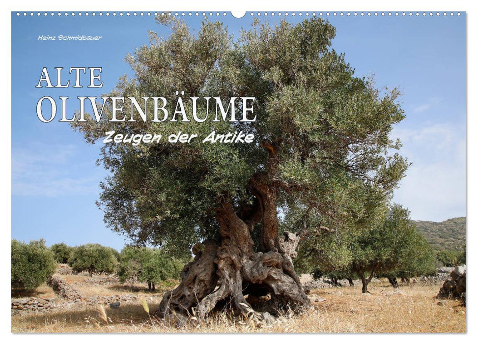 ALTE OLIVENBÄUME Zeugen der Antike (CALVENDO Wandkalender 2026)