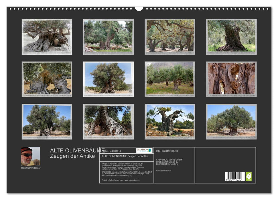 ALTE OLIVENBÄUME Zeugen der Antike (CALVENDO Wandkalender 2026)