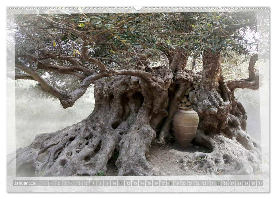 ALTE OLIVENBÄUME Zeugen der Antike (CALVENDO Wandkalender 2026)