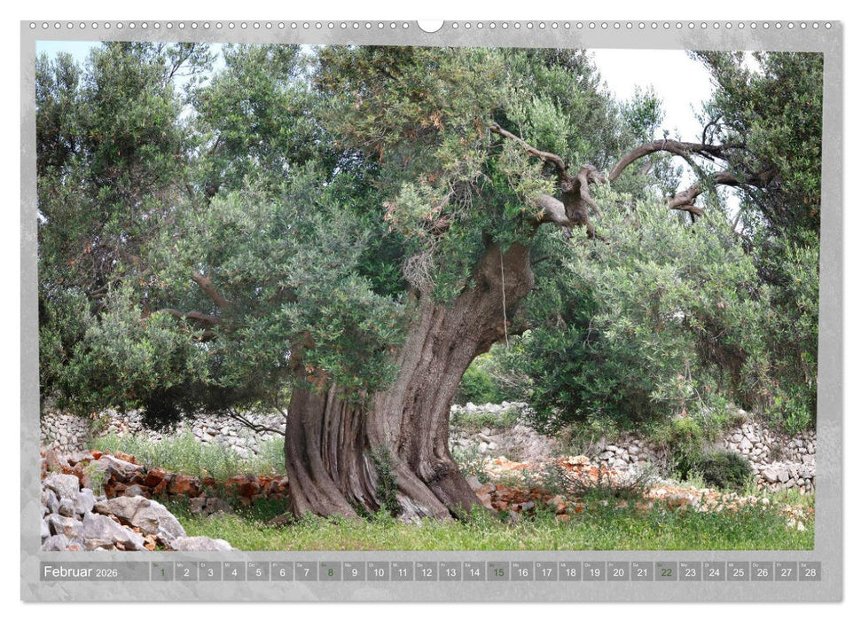 ALTE OLIVENBÄUME Zeugen der Antike (CALVENDO Wandkalender 2026)