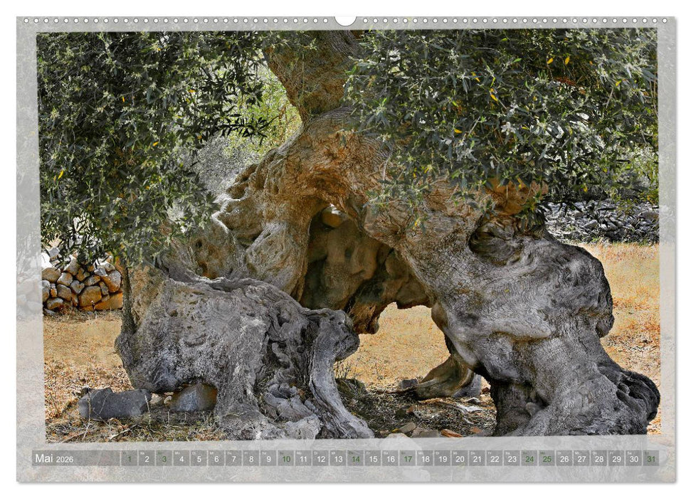 ALTE OLIVENBÄUME Zeugen der Antike (CALVENDO Wandkalender 2026)