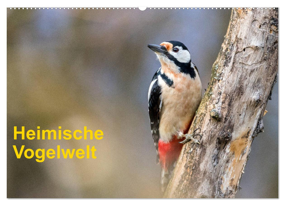 Heimische Vogelwelt (CALVENDO Wandkalender 2026)