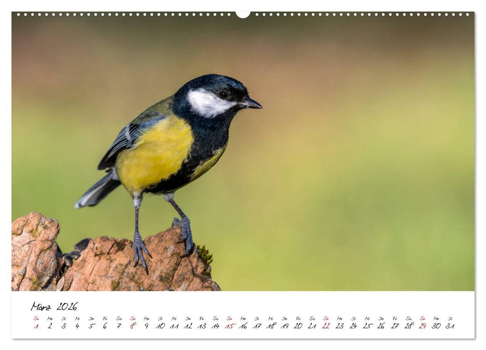 Heimische Vogelwelt (CALVENDO Wandkalender 2026)