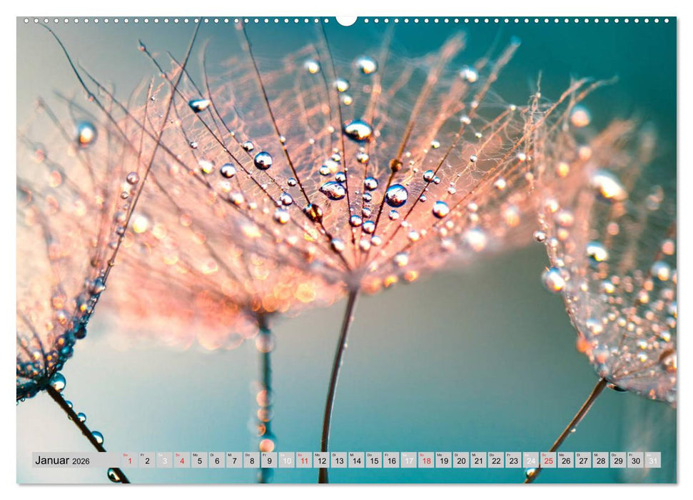 PusteblumenZauber (CALVENDO Wandkalender 2026)
