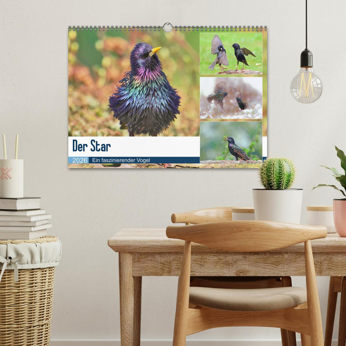 Der Star (CALVENDO Wandkalender 2026)