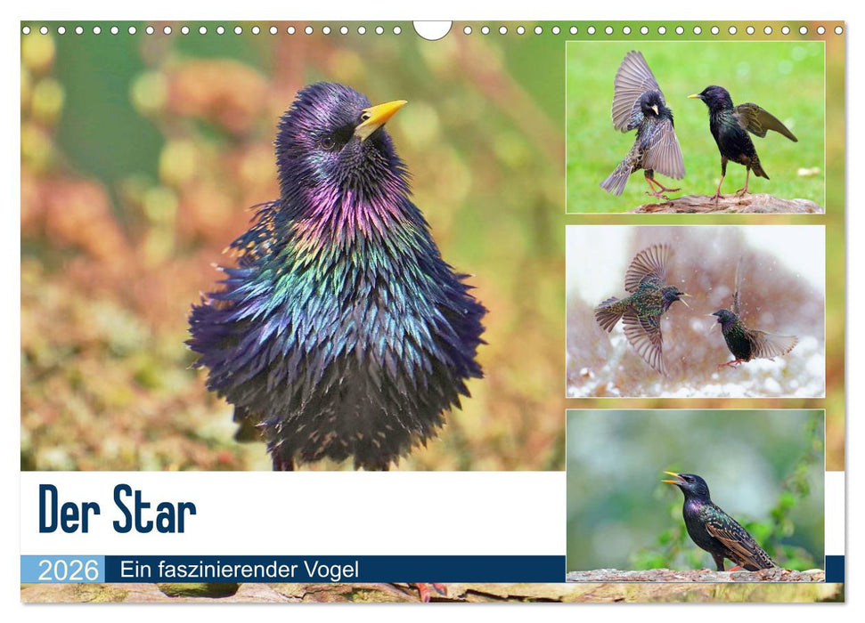 Der Star (CALVENDO Wandkalender 2026)