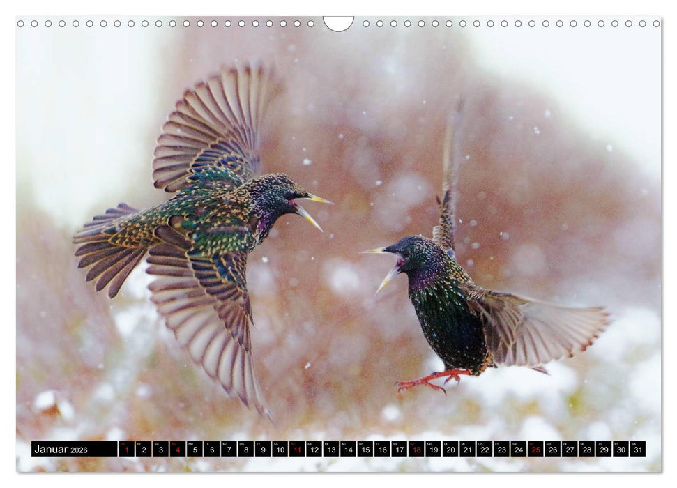 Der Star (CALVENDO Wandkalender 2026)