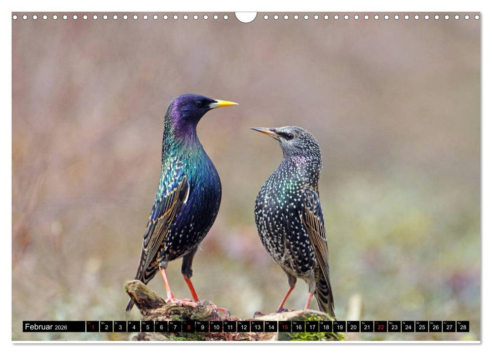 Der Star (CALVENDO Wandkalender 2026)