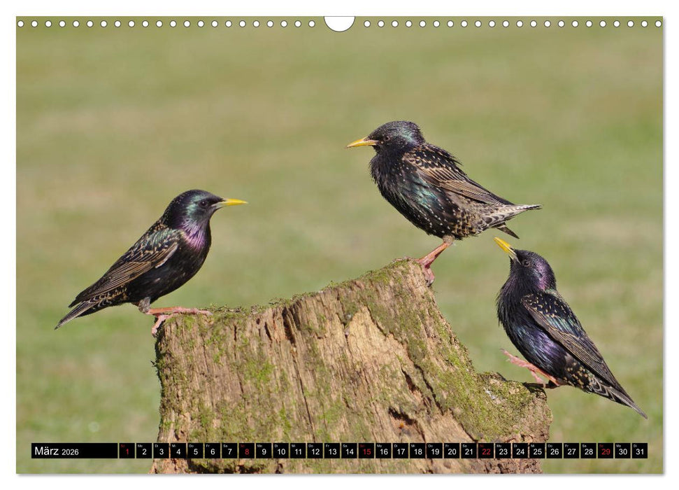 Der Star (CALVENDO Wandkalender 2026)