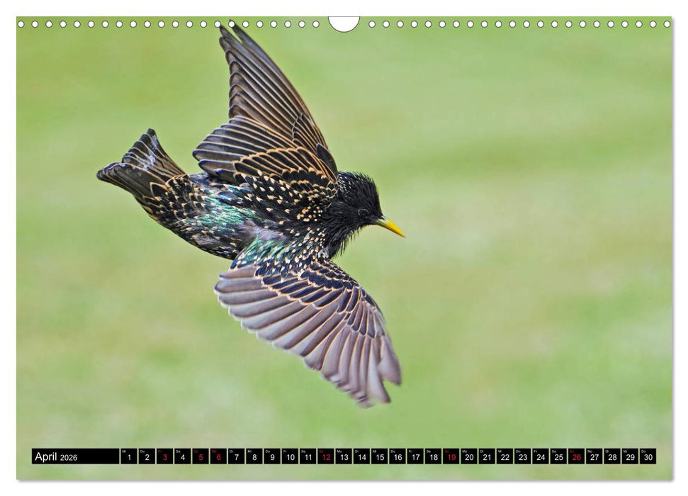 Der Star (CALVENDO Wandkalender 2026)