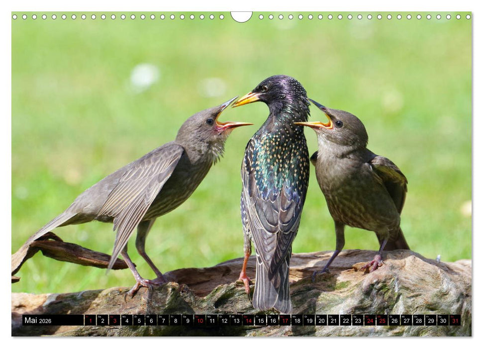 Der Star (CALVENDO Wandkalender 2026)