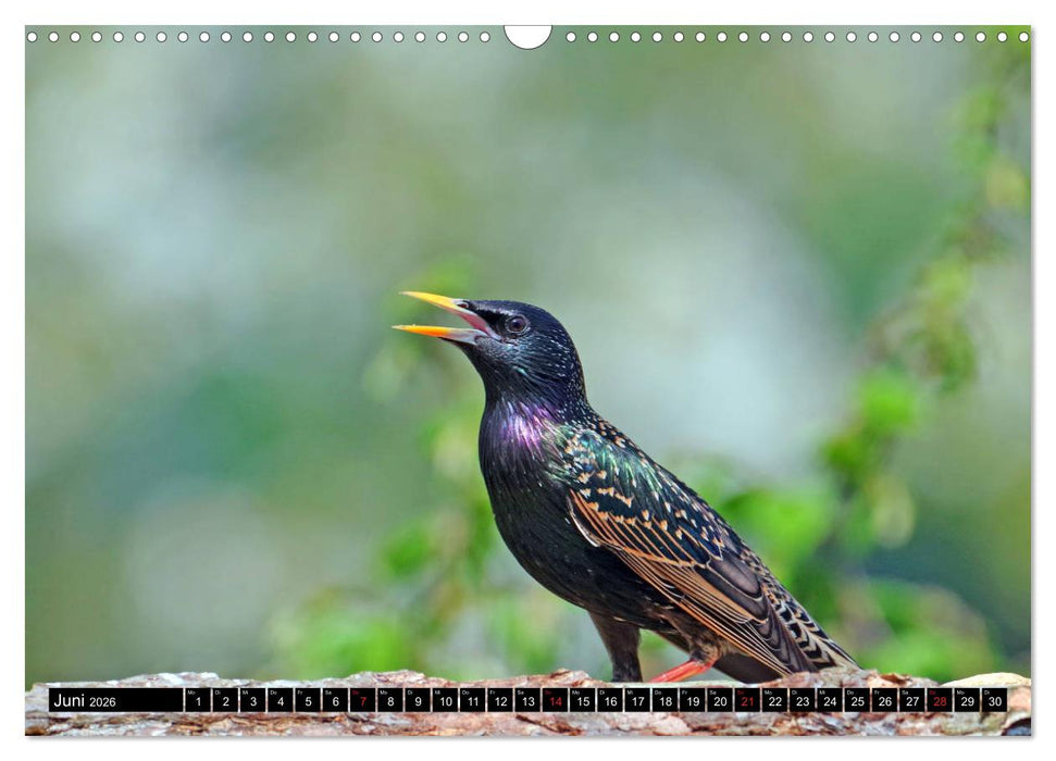 Der Star (CALVENDO Wandkalender 2026)