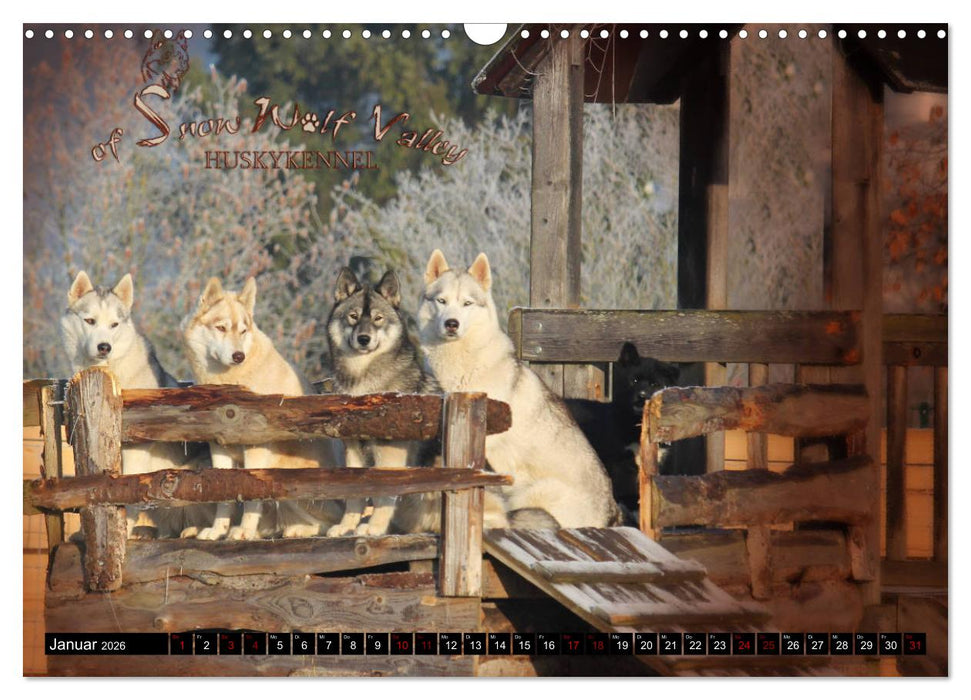 Faszination Husky (CALVENDO Wandkalender 2026)