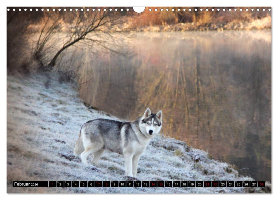Faszination Husky (CALVENDO Wandkalender 2026)