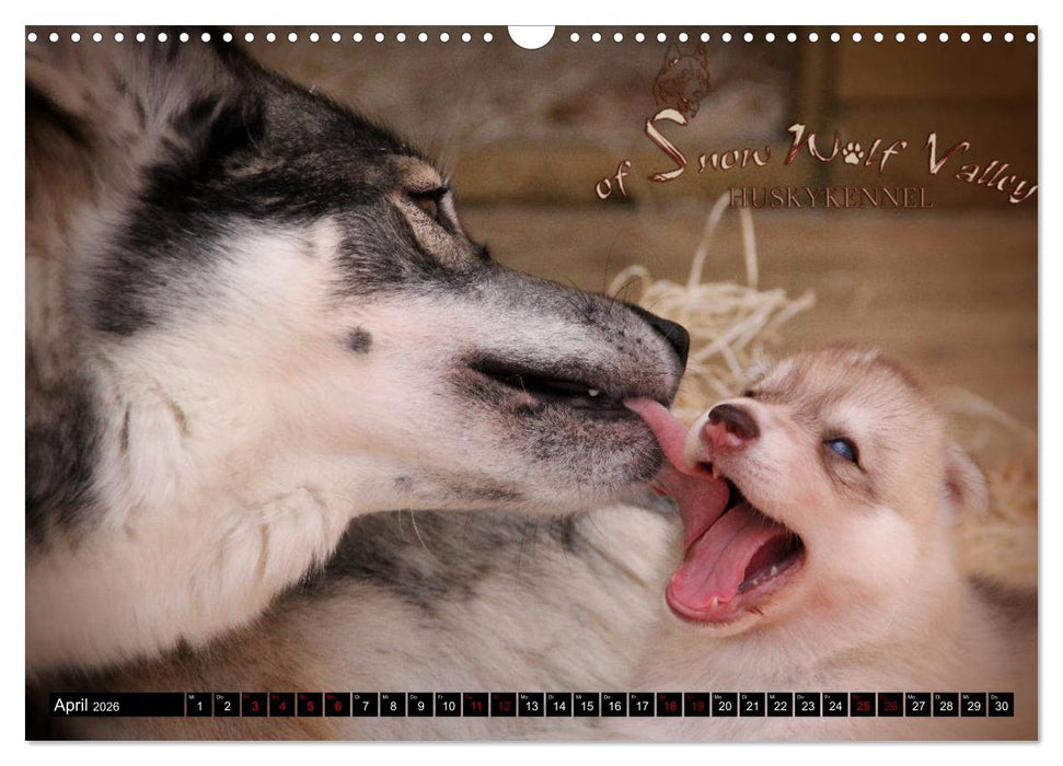 Faszination Husky (CALVENDO Wandkalender 2026)