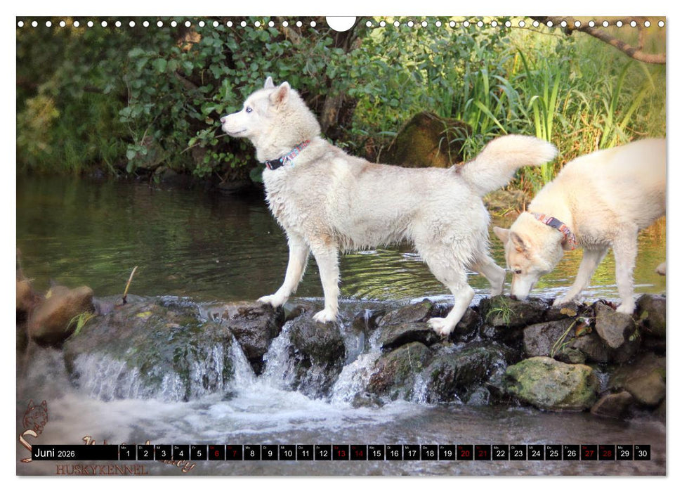 Faszination Husky (CALVENDO Wandkalender 2026)