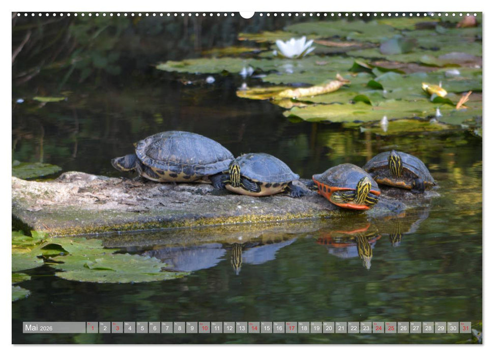 Fernöstlicher Zauber Japanischer Garten Leverkusen (CALVENDO Wandkalender 2026)