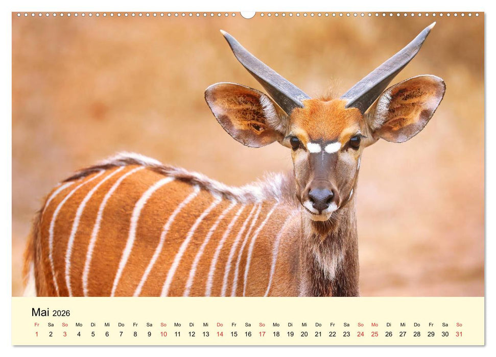 Traumhaftes Malawi (CALVENDO Wandkalender 2026)
