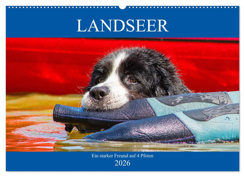 Landseer - Ein starker Freund auf 4 Pfoten (CALVENDO Wandkalender 2026)