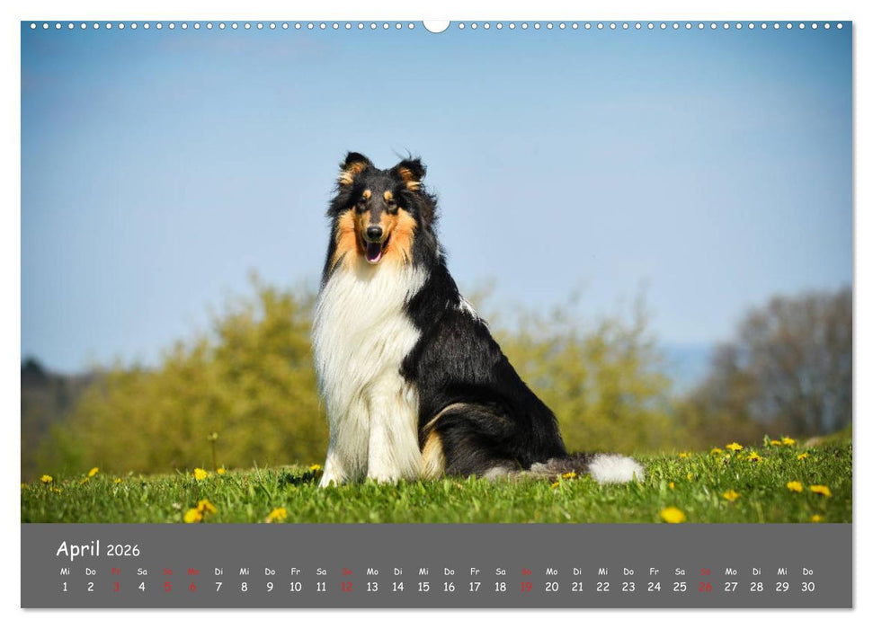 Einmal Collie - immer Collie (CALVENDO Wandkalender 2026)