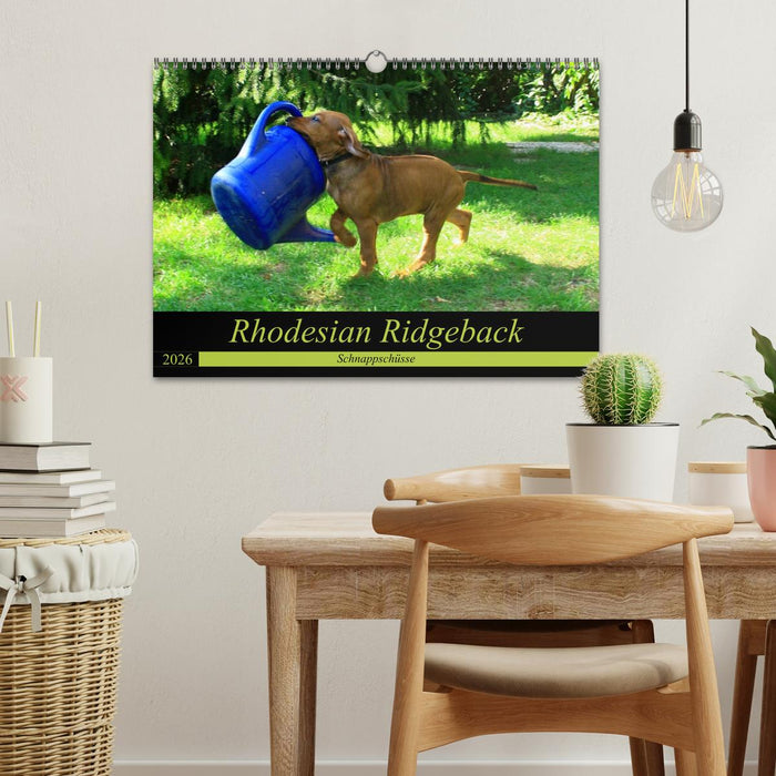 Rhodesian Ridgeback - Schnappschüsse - (CALVENDO Wandkalender 2026)