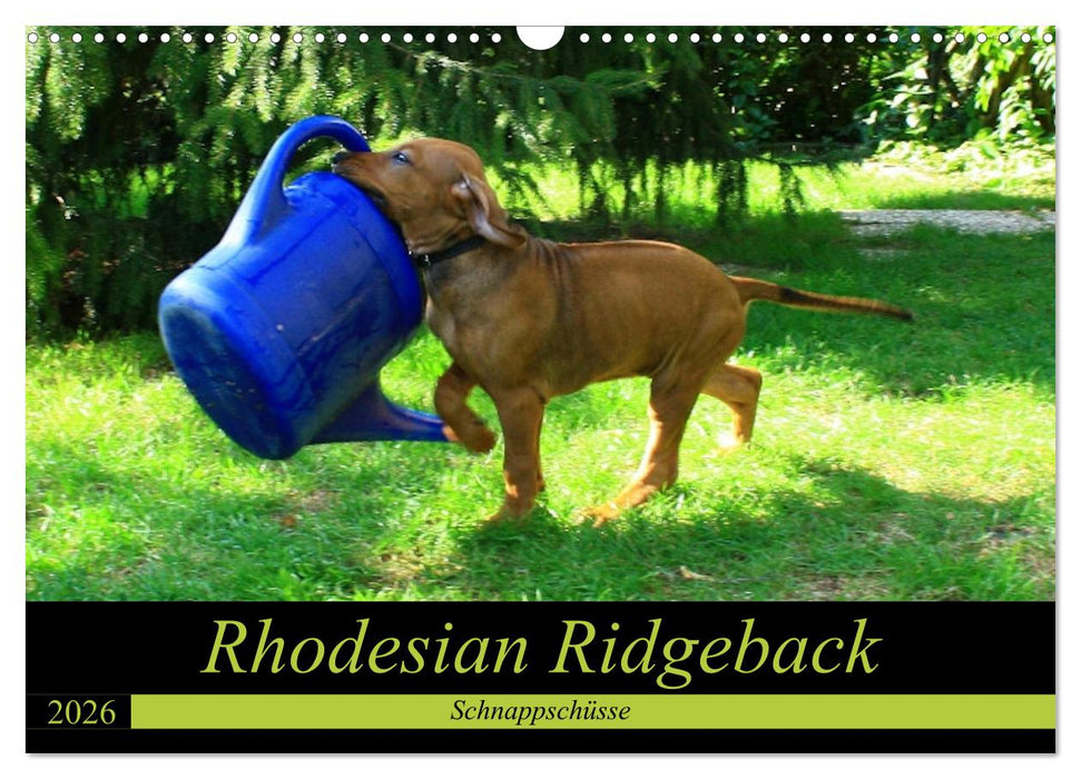 Rhodesian Ridgeback - Schnappschüsse - (CALVENDO Wandkalender 2026)
