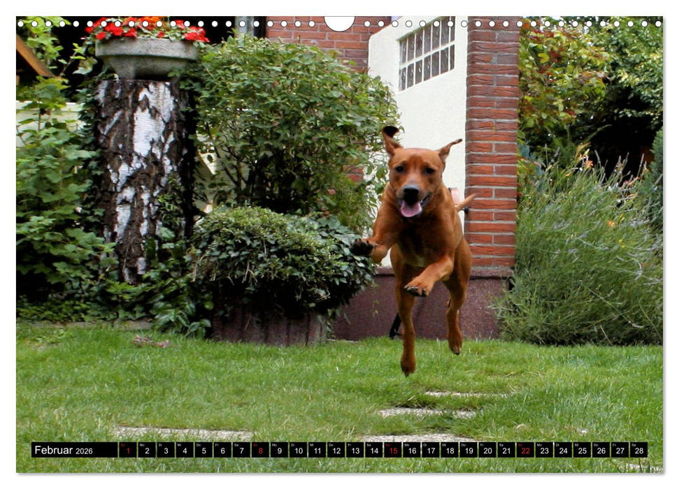 Rhodesian Ridgeback - Schnappschüsse - (CALVENDO Wandkalender 2026)