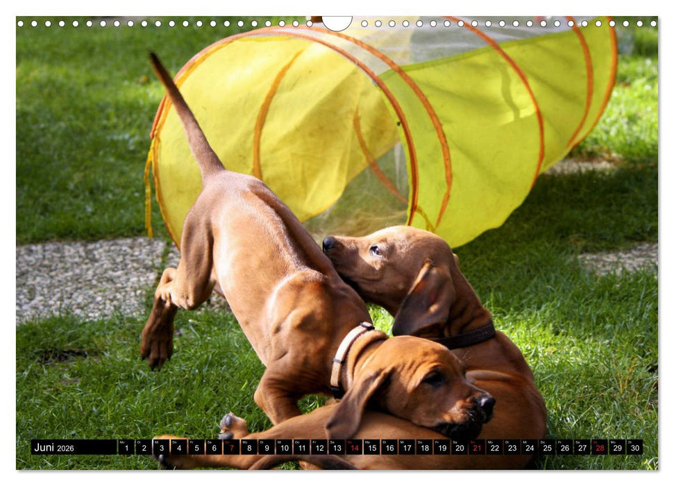 Rhodesian Ridgeback - Schnappschüsse - (CALVENDO Wandkalender 2026)