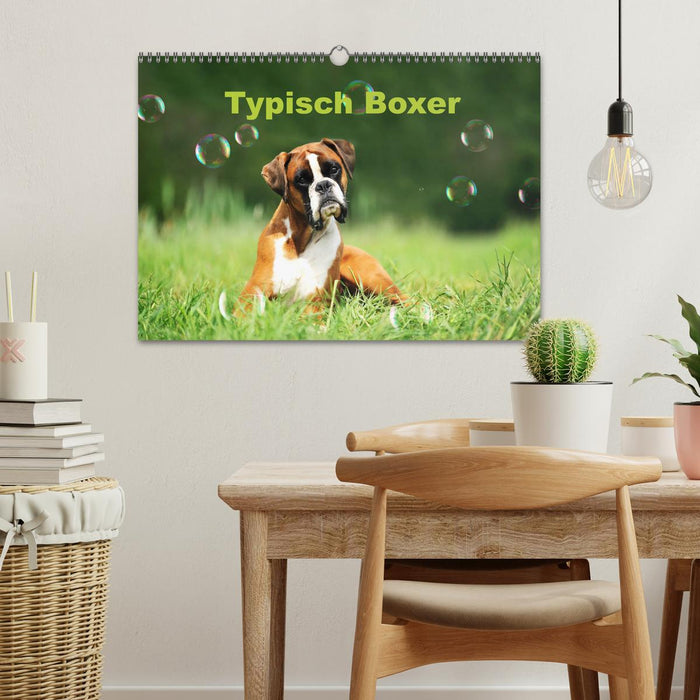Typisch Boxer (CALVENDO Wandkalender 2026)