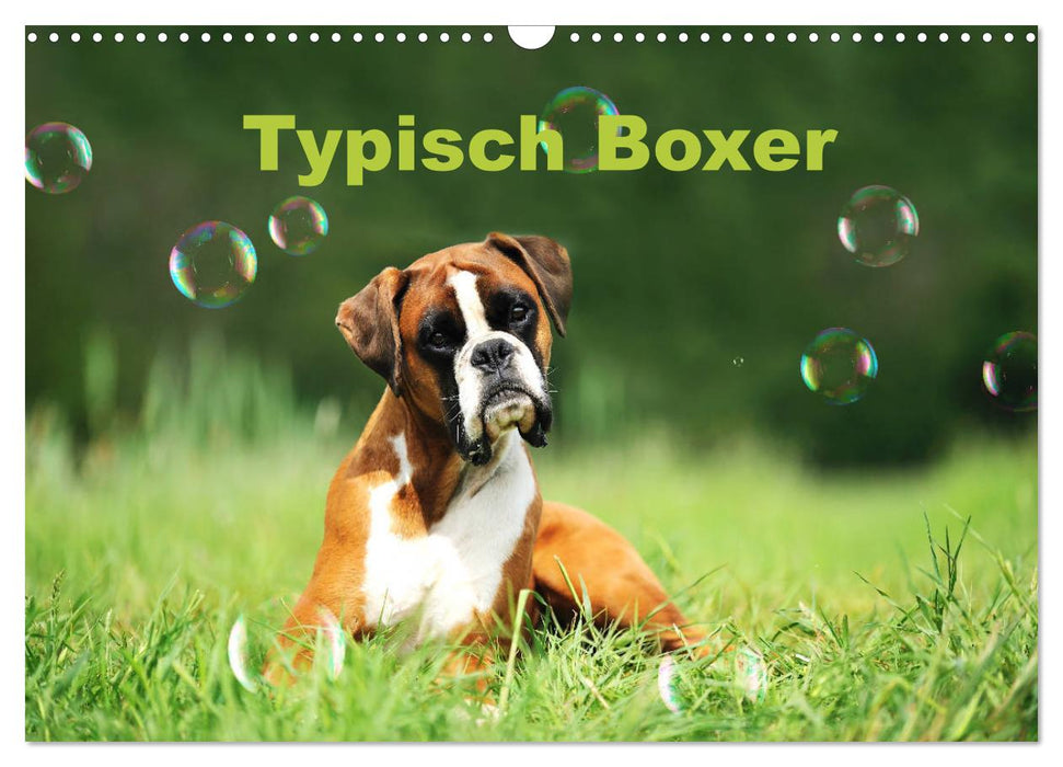 Typisch Boxer (CALVENDO Wandkalender 2026)