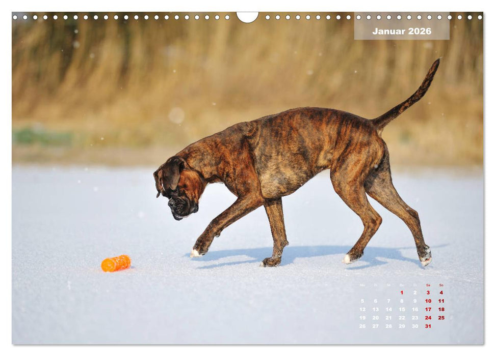 Typisch Boxer (CALVENDO Wandkalender 2026)