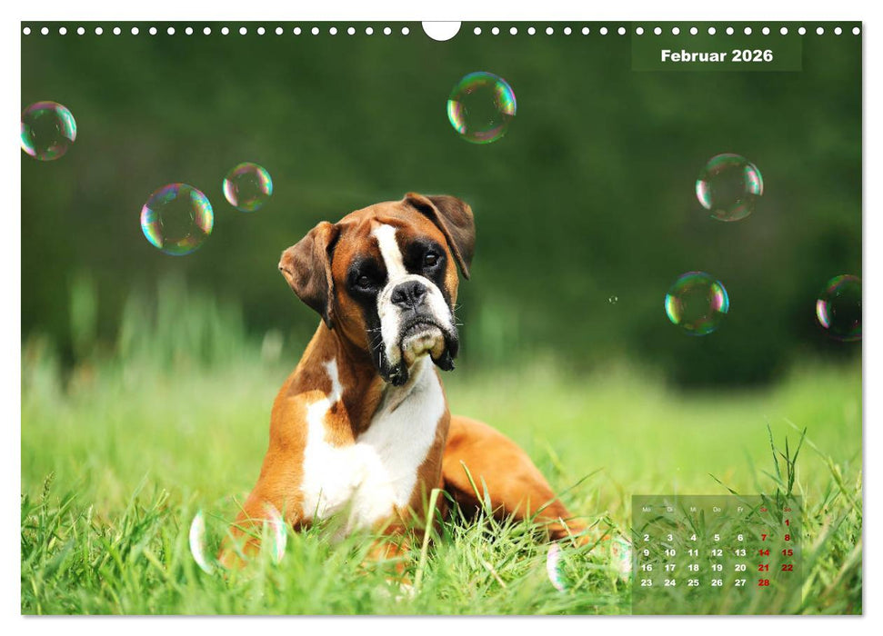 Typisch Boxer (CALVENDO Wandkalender 2026)