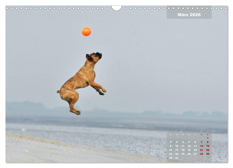 Typisch Boxer (CALVENDO Wandkalender 2026)