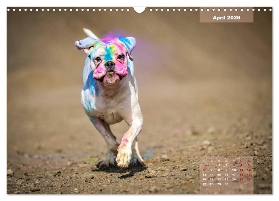 Typisch Boxer (CALVENDO Wandkalender 2026)