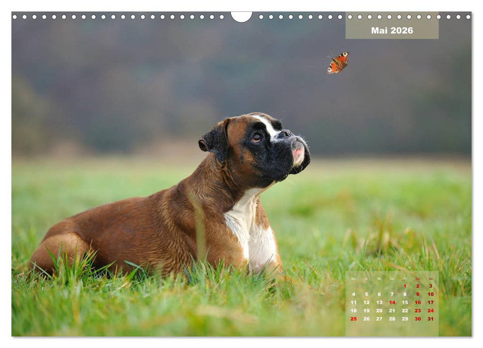 Typisch Boxer (CALVENDO Wandkalender 2026)