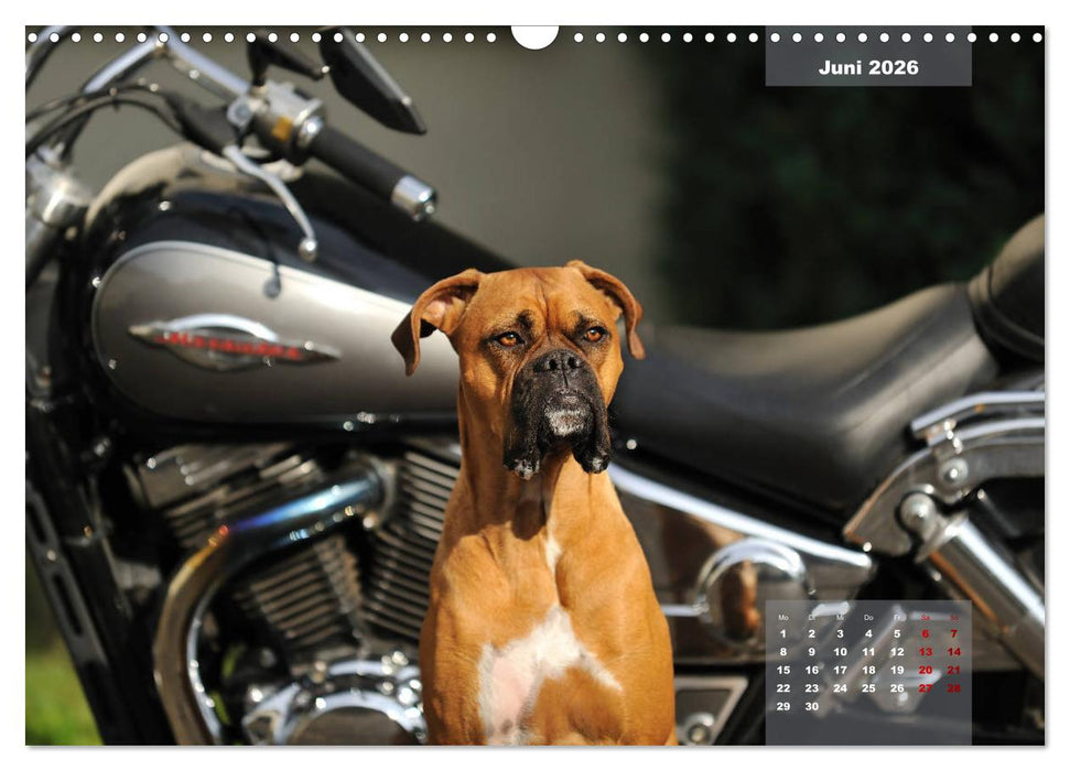 Typisch Boxer (CALVENDO Wandkalender 2026)