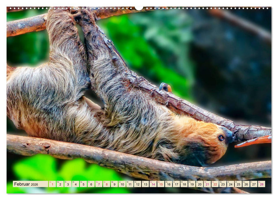 Abhängen - Faultier (CALVENDO Wandkalender 2026)