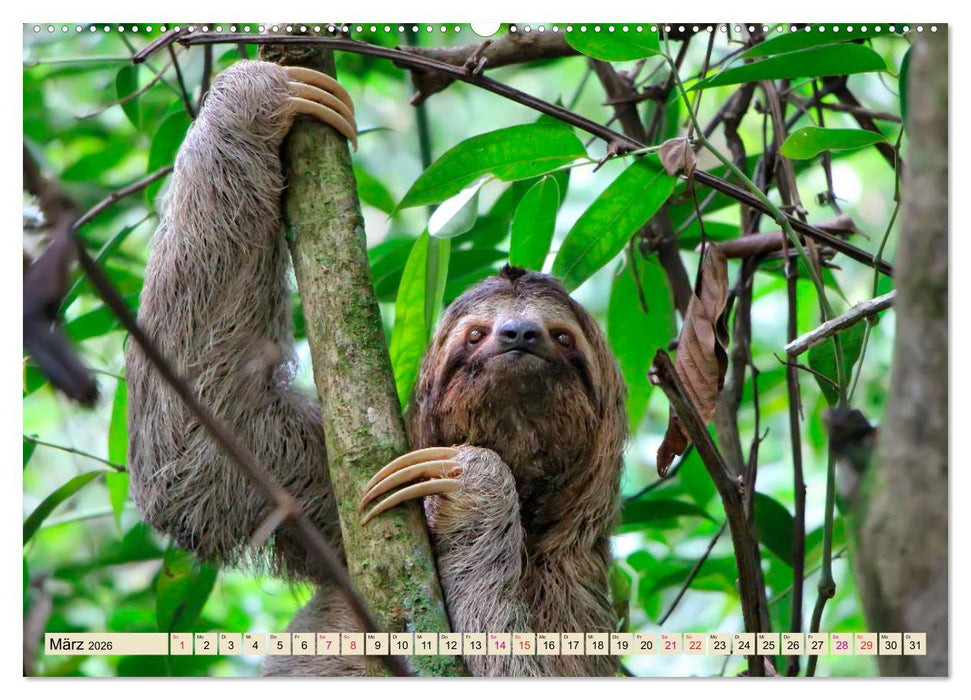 Abhängen - Faultier (CALVENDO Wandkalender 2026)