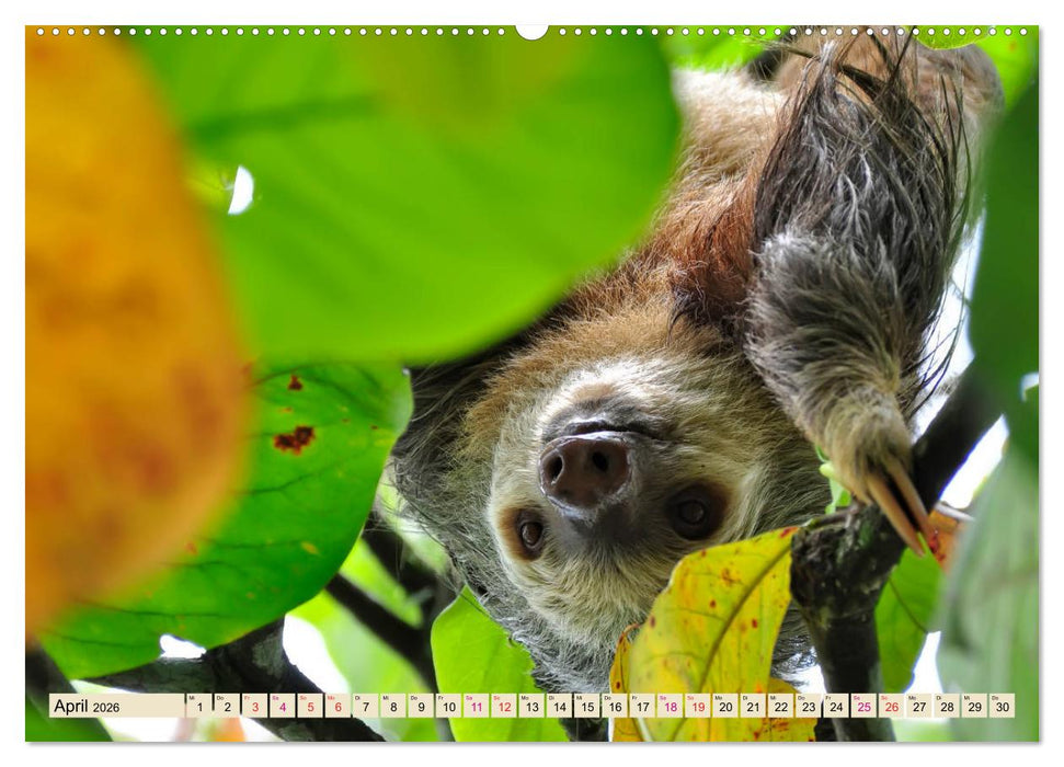 Abhängen - Faultier (CALVENDO Wandkalender 2026)