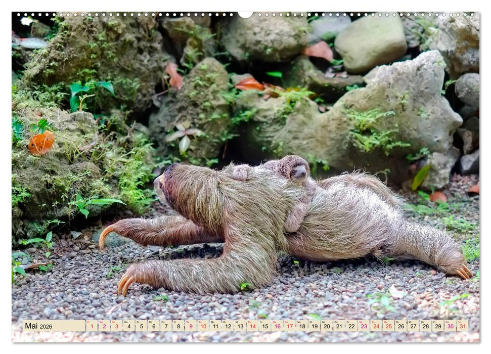 Abhängen - Faultier (CALVENDO Wandkalender 2026)