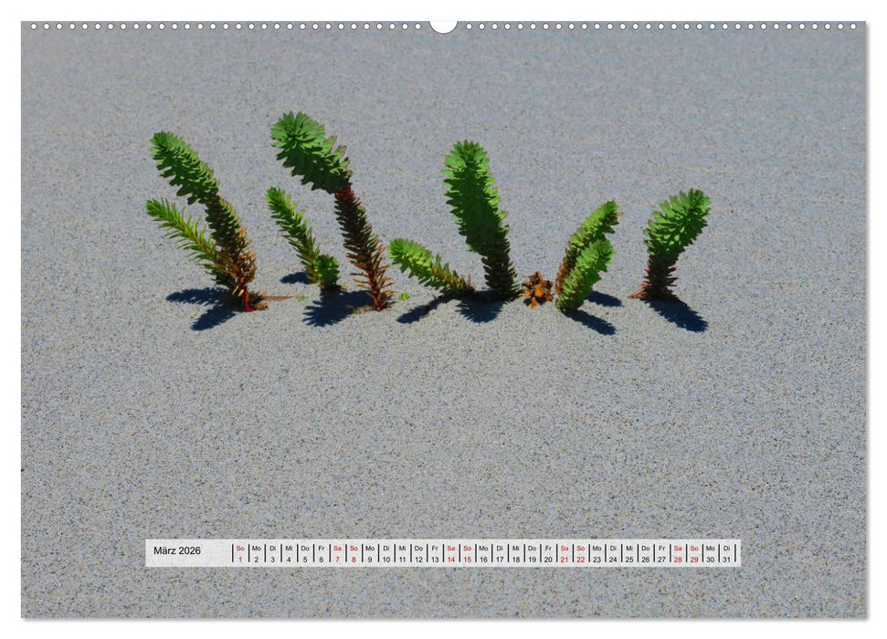 organische Strukturen Abstrakte Formen der Natur (CALVENDO Wandkalender 2026)