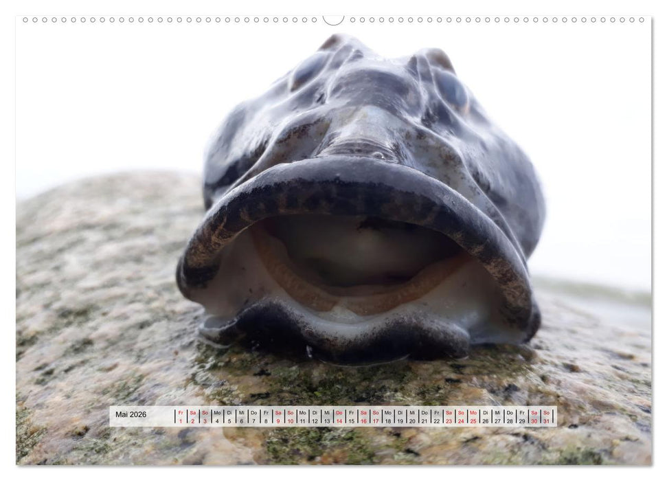 organische Strukturen Abstrakte Formen der Natur (CALVENDO Wandkalender 2026)