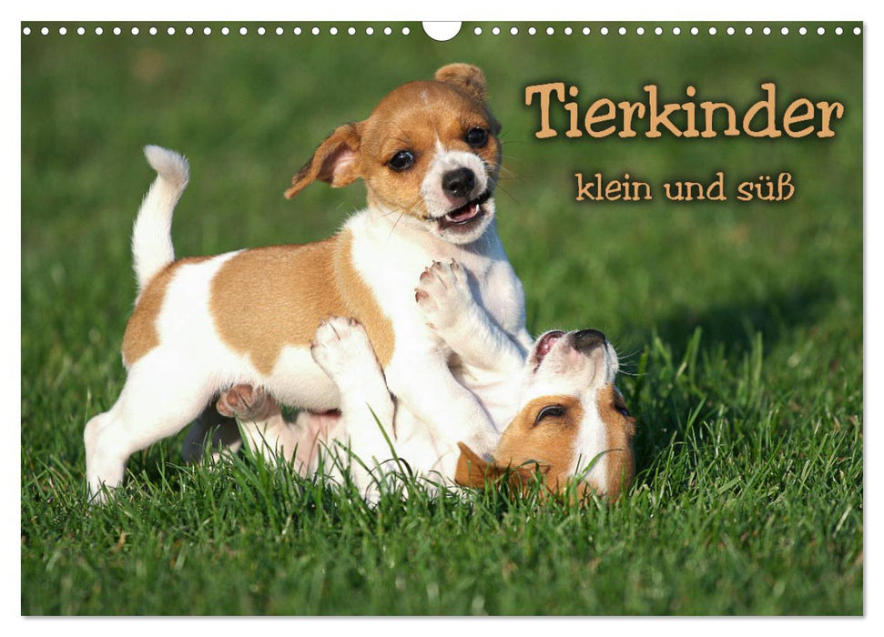Tierkinder klein und süß (CALVENDO Wandkalender 2026)