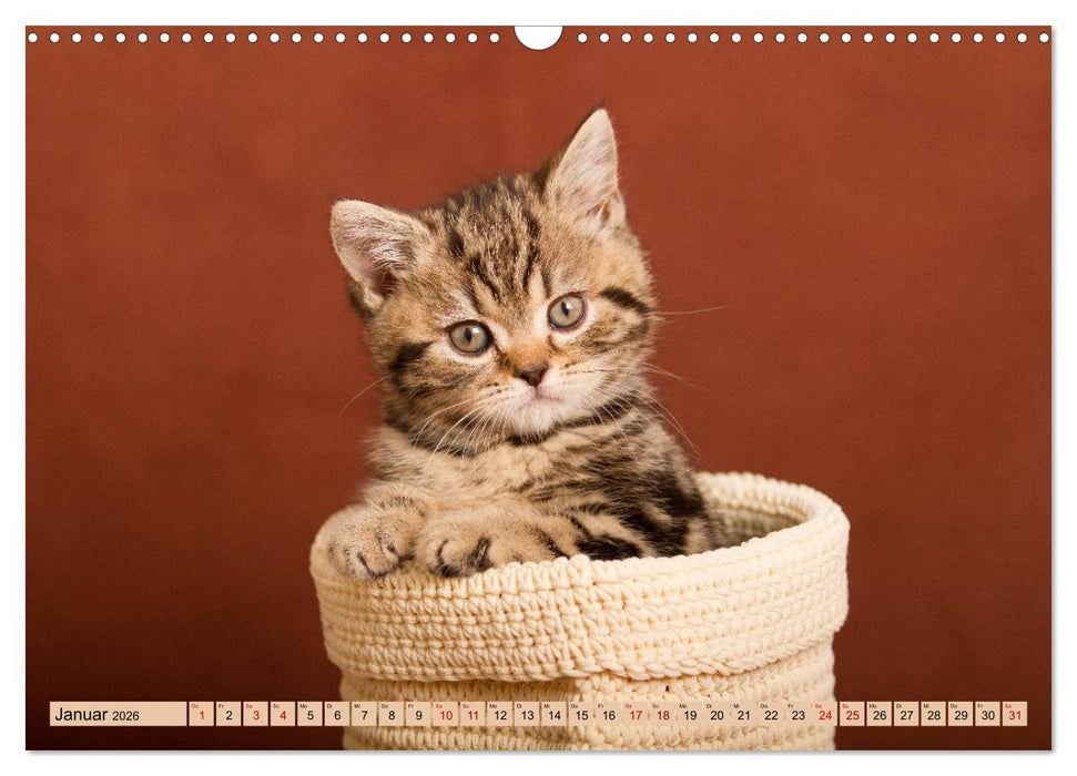 Tierkinder klein und süß (CALVENDO Wandkalender 2026)