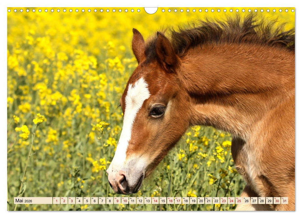 Tierkinder klein und süß (CALVENDO Wandkalender 2026)