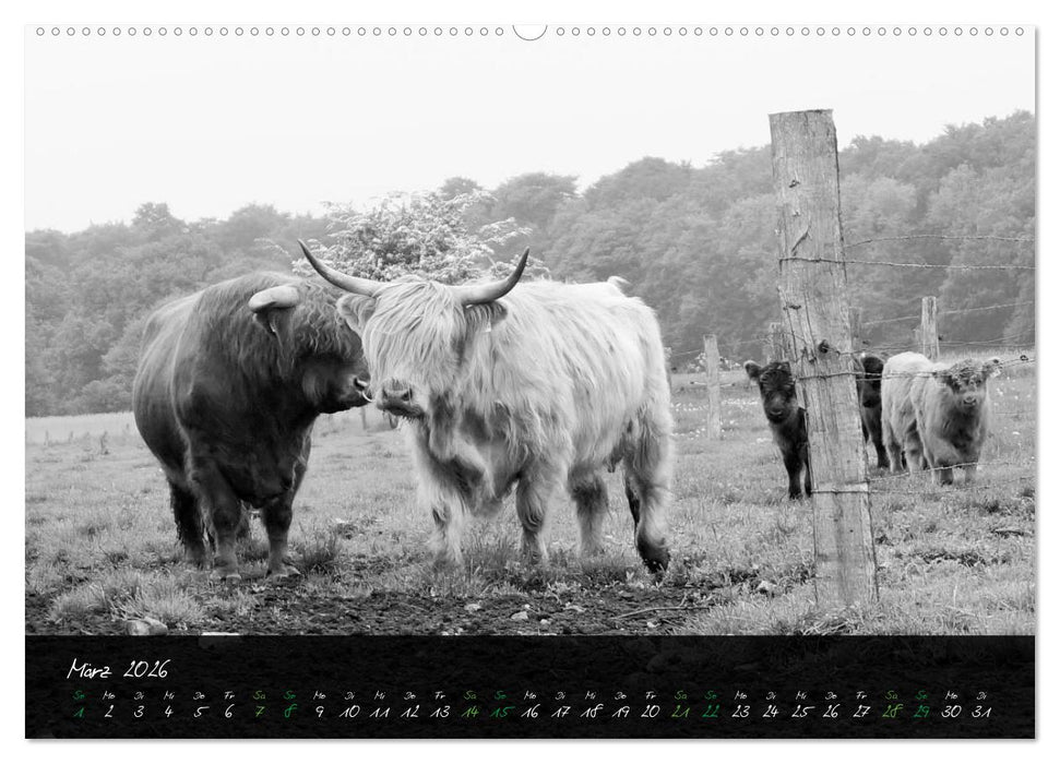 Highland Cattle vom Nordlicht - Faszination Hochland Rind (CALVENDO Wandkalender 2026)