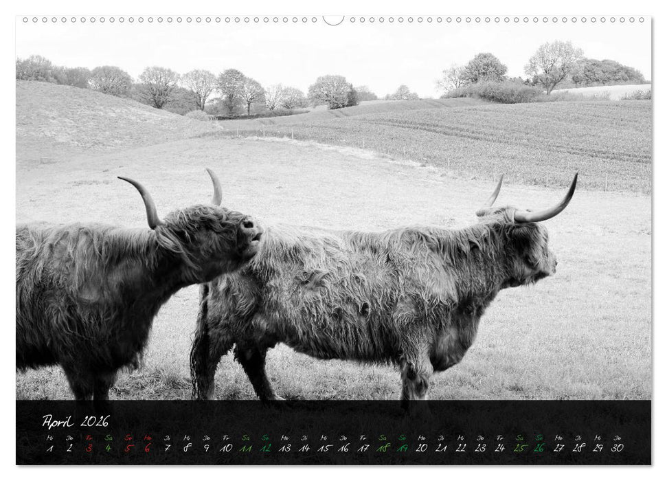 Highland Cattle vom Nordlicht - Faszination Hochland Rind (CALVENDO Wandkalender 2026)