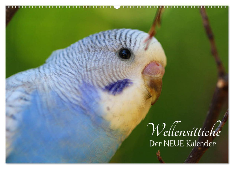 Wellensittiche - der NEUE Kalender (CALVENDO Wandkalender 2026)